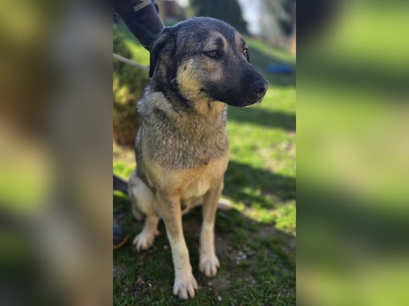 Sardor ein prachtvoller imposanter Rüde