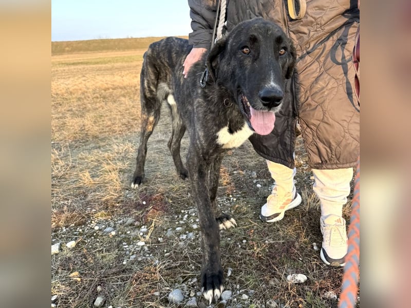 Rajah ein imposanter gutmütiger Kerl