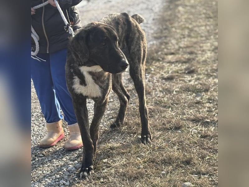 Rajah ein imposanter gutmütiger Kerl