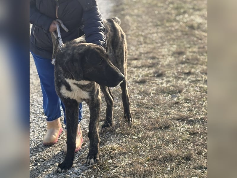 Rajah ein imposanter gutmütiger Kerl