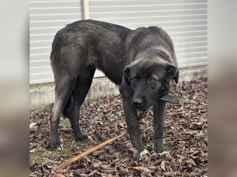 Ferin eine sanfte unsichere Hündin