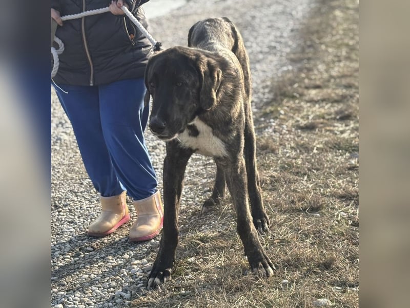 Rajah ein imposanter gutmütiger Kerl