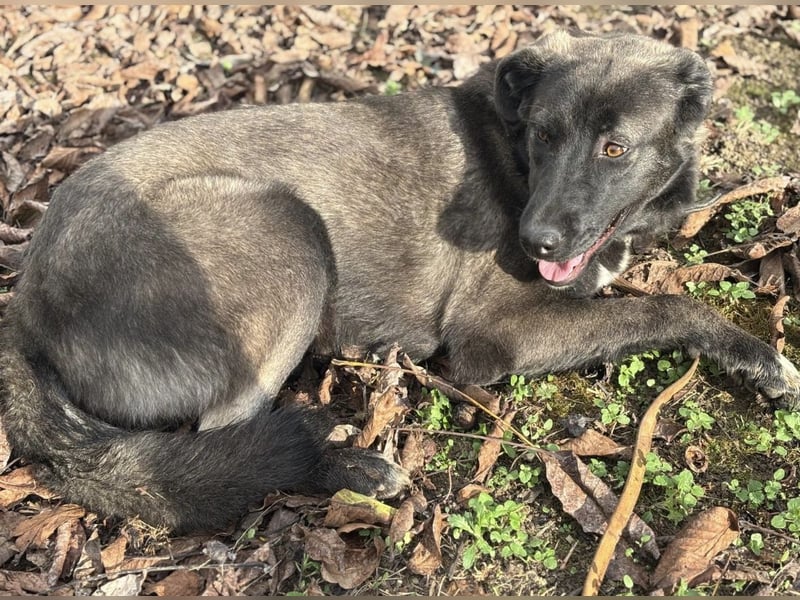 Ferin eine sanfte unsichere Hündin