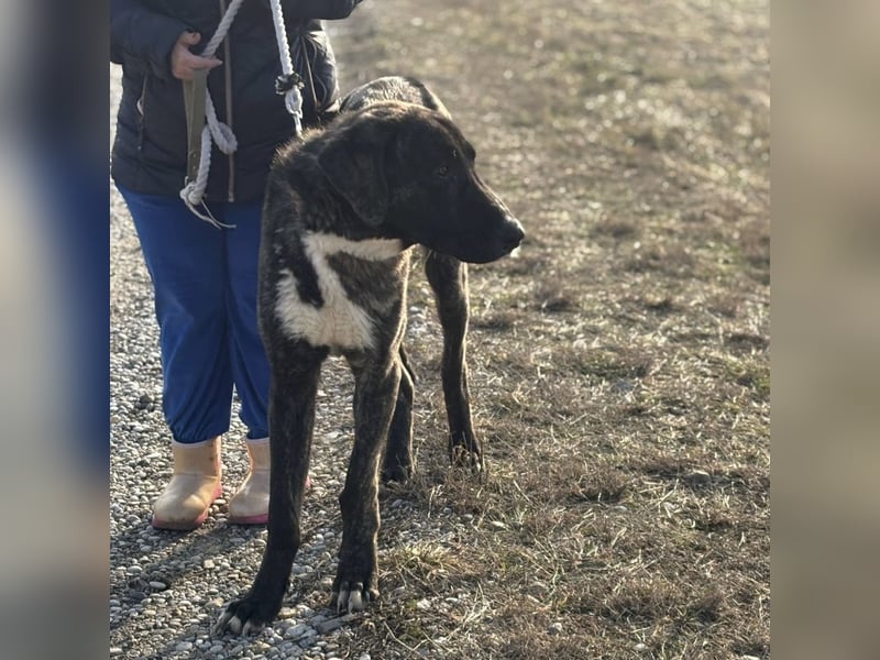 Rajah ein imposanter gutmütiger Kerl