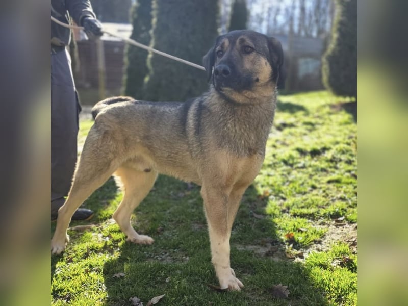 Sardor ein prachtvoller imposanter Rüde