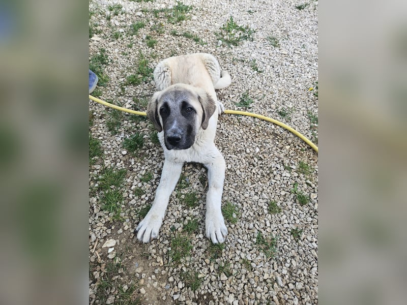 Kangal Alabai