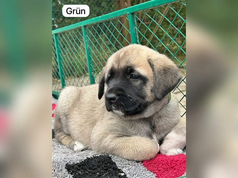 Kangal Welpen