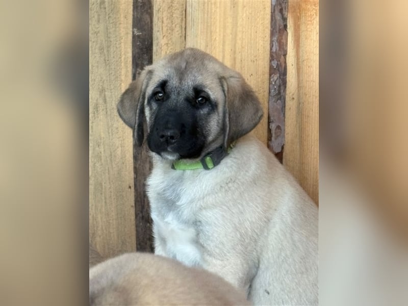 Kangal Welpen