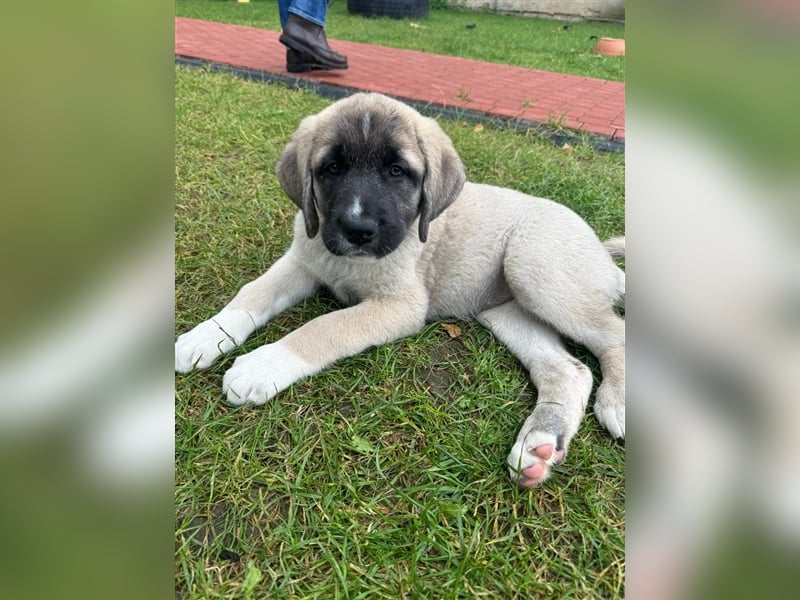 Kangal Welpen