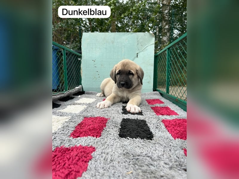 Kangal Welpen