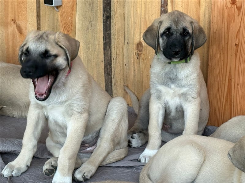 Kangal Welpen