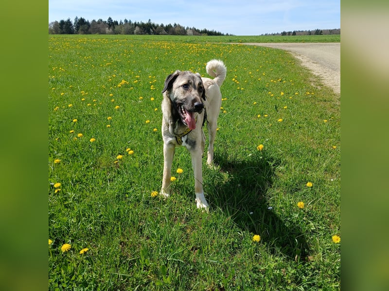 Shalee, Blinde Kangalhündin