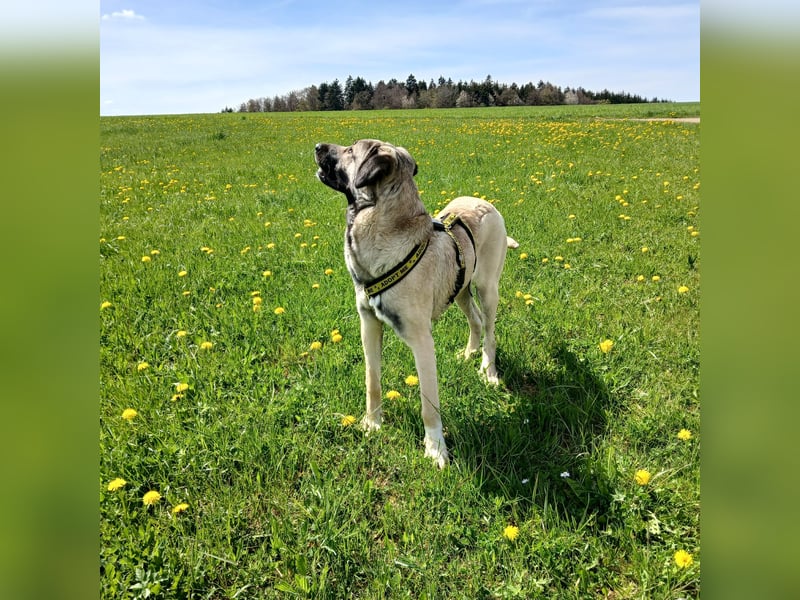 Shalee, Blinde Kangalhündin