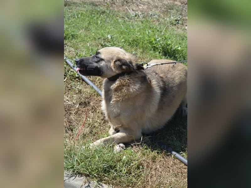 „Nomi“, geb. ca. 2021, ist eine sehr liebe Kangalhündin, die gerne noch viel lernen möchte