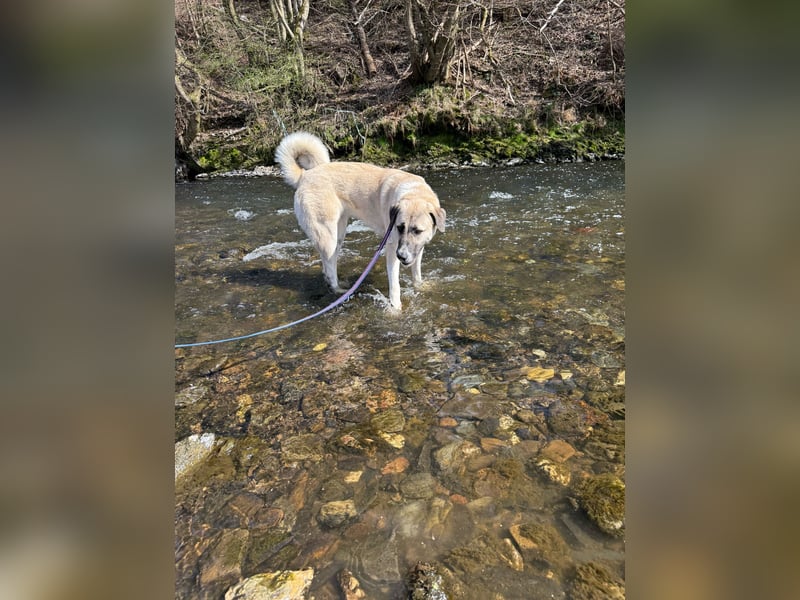 Kangal Hündin 1 Jahr