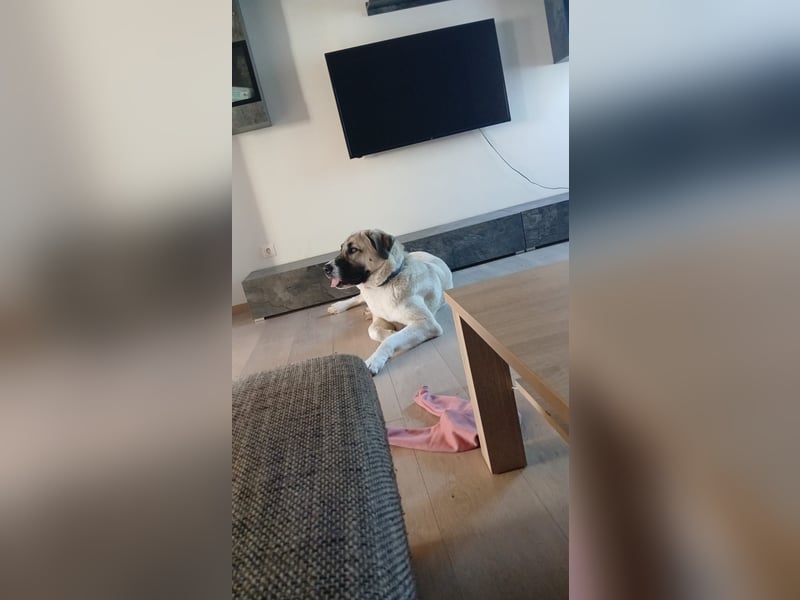 Kangal Hündin 1 Jahr