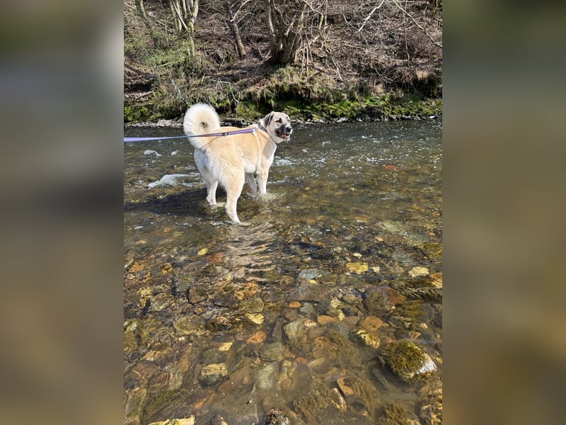 Kangal Hündin 1 Jahr