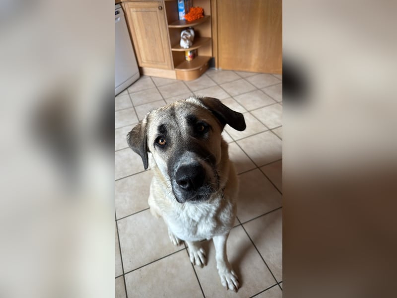 Kangal Hündin 1 Jahr