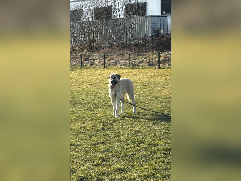 Kangal Hündin 1 Jahr