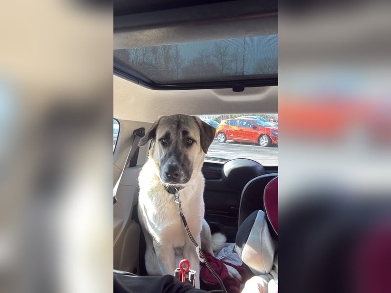 Kangal Hündin 1 Jahr