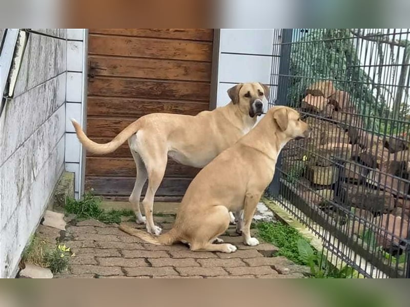 Tatli - Sanfte Riesin möchte ihr Herz verschenken