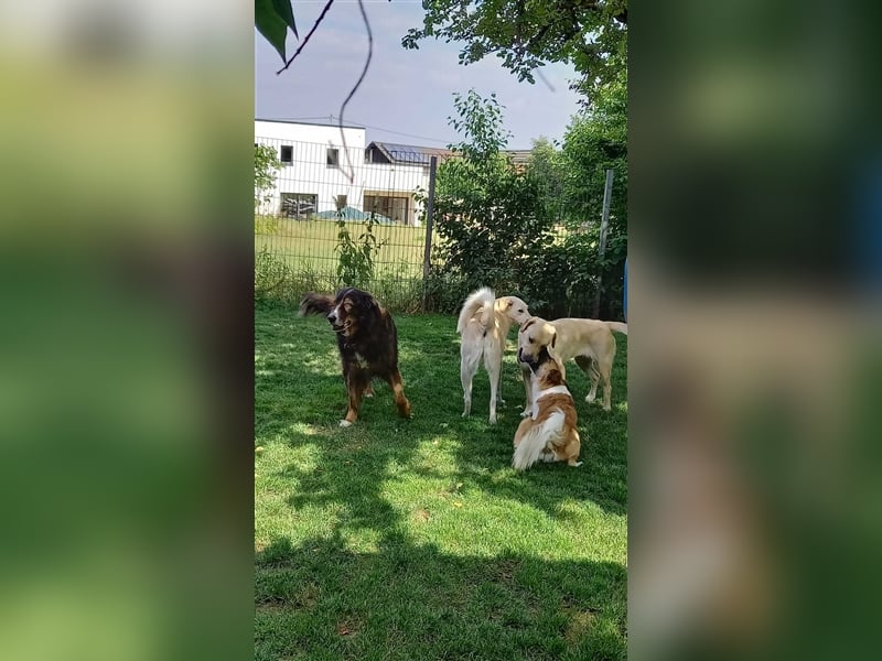 Tatli - Sanfte Riesin möchte ihr Herz verschenken