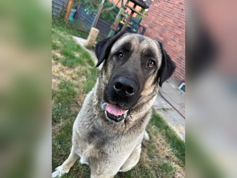 Liebevolle Kangal-Hündin Luna sucht neues Zuhause