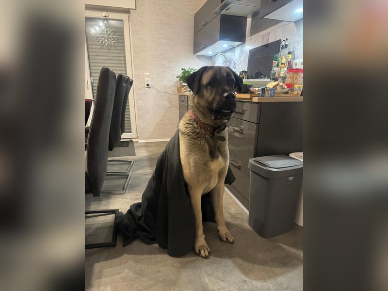 Liebevolle Kangal-Hündin Luna sucht neues Zuhause