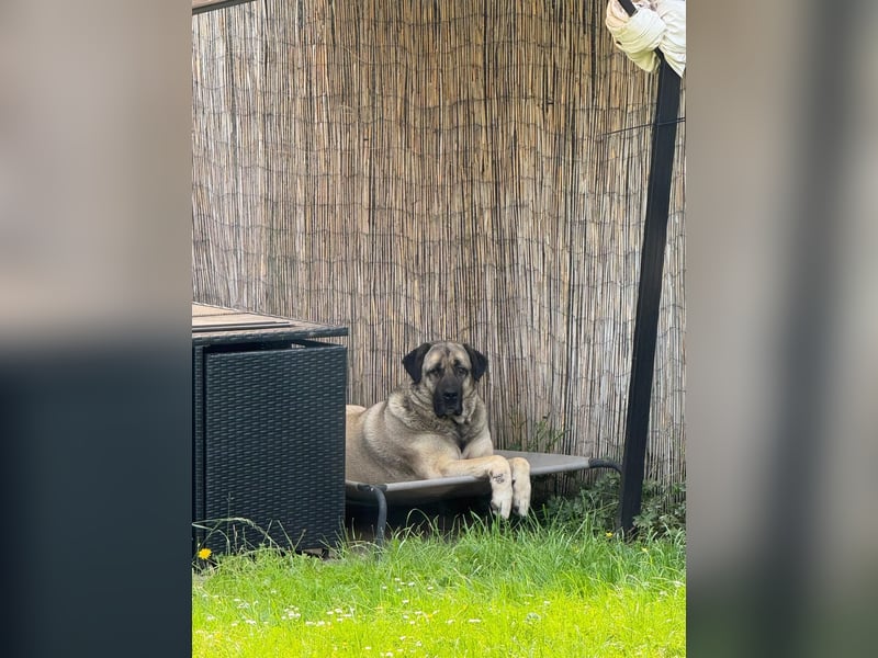 Liebevolle Kangal-Hündin Luna sucht neues Zuhause