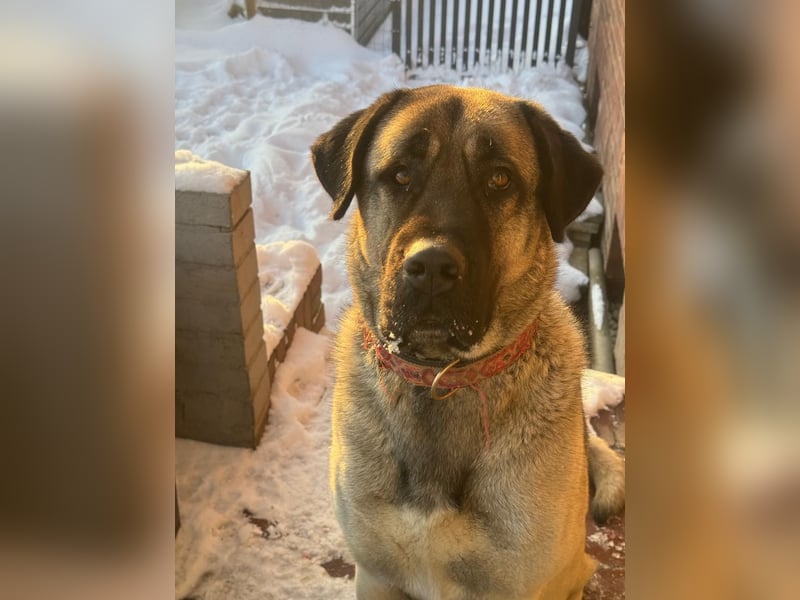 Liebevolle Kangal-Hündin Luna sucht neues Zuhause