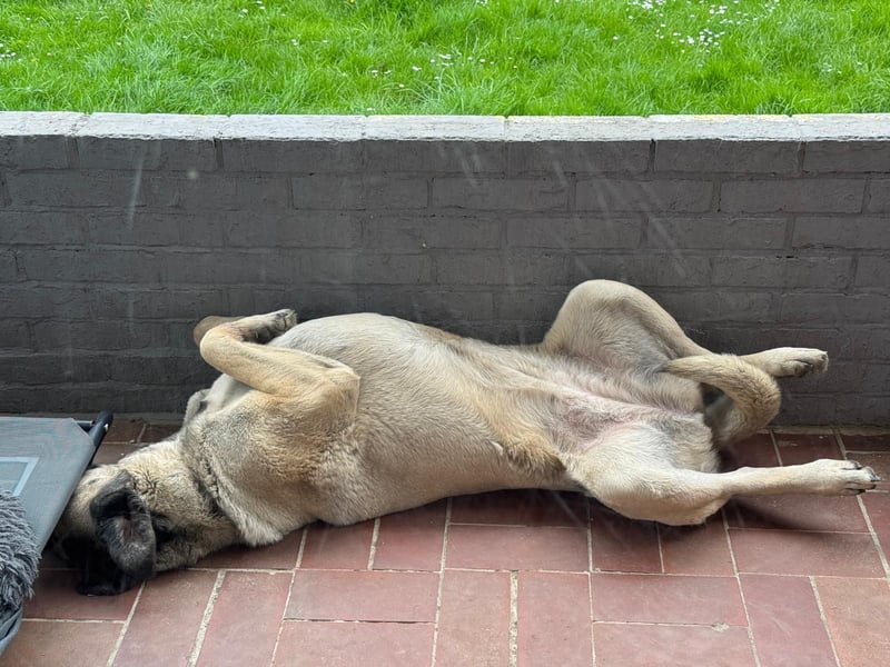 Liebevolle Kangal-Hündin Luna sucht neues Zuhause