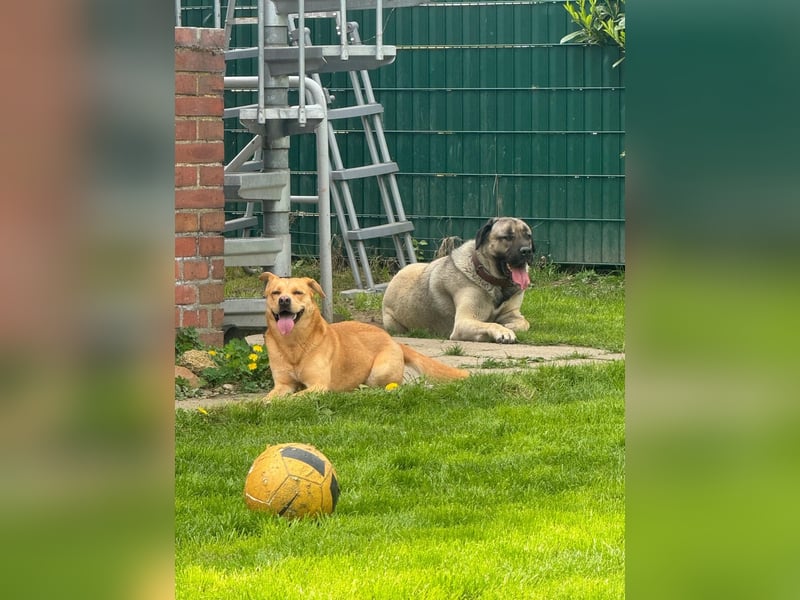 Liebevolle Kangal-Hündin Luna sucht neues Zuhause