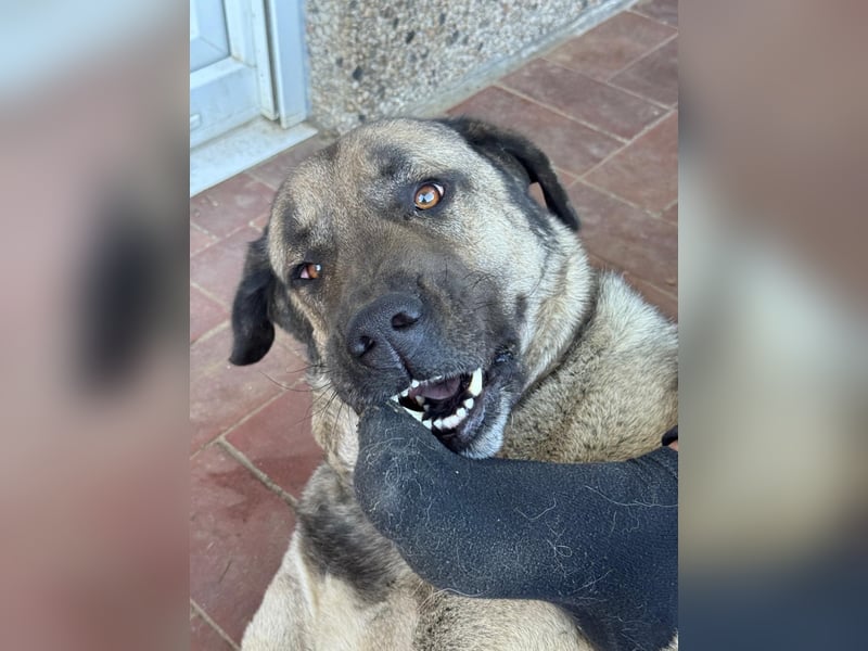 Liebevolle Kangal-Hündin Luna sucht neues Zuhause