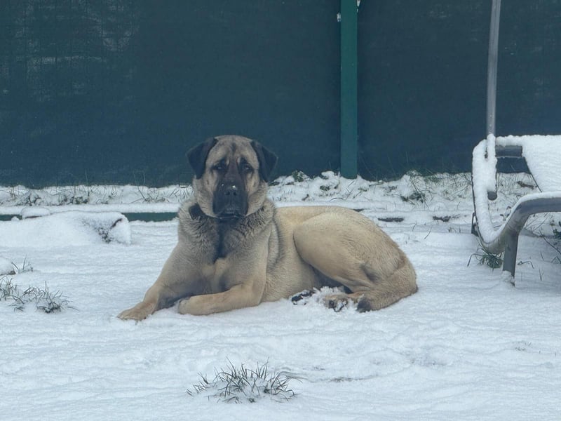 Liebevolle Kangal-Hündin Luna sucht neues Zuhause