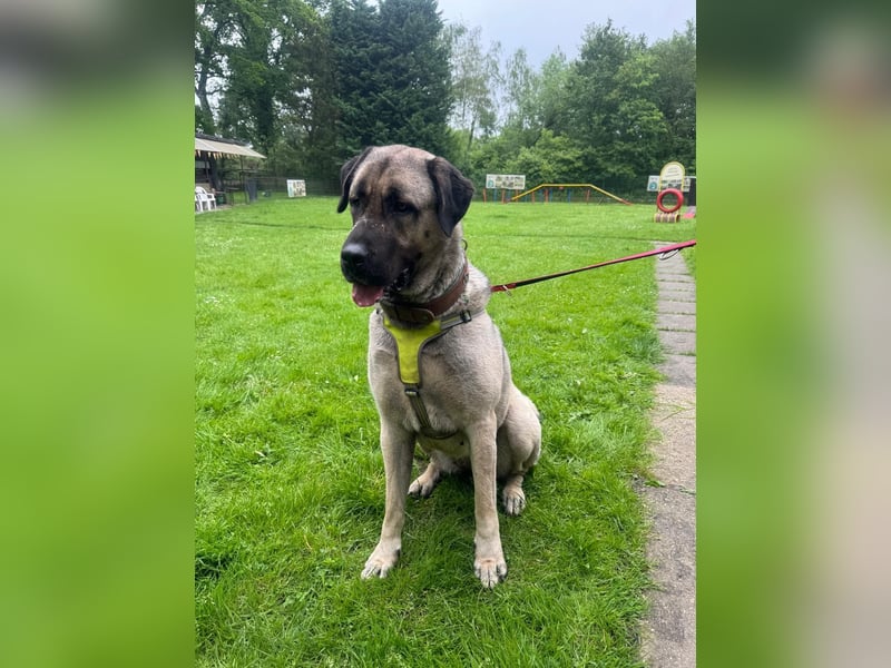 Liebevolle Kangal-Hündin Luna sucht neues Zuhause