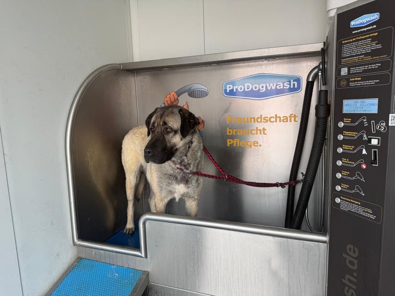 Liebevolle Kangal-Hündin Luna sucht neues Zuhause