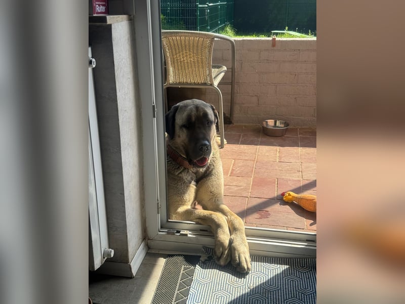 Liebevolle Kangal-Hündin Luna sucht neues Zuhause
