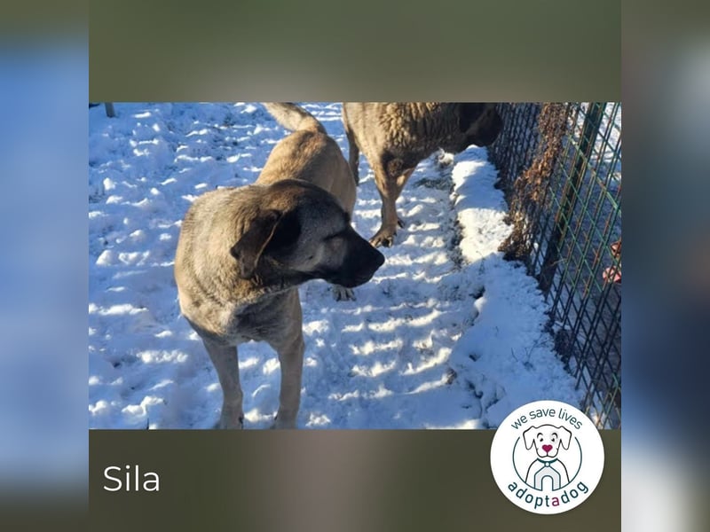 Sila: Große Hündin mit großem Herzen