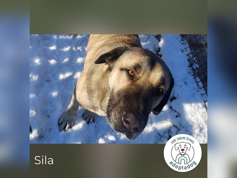 Sila: Große Hündin mit großem Herzen