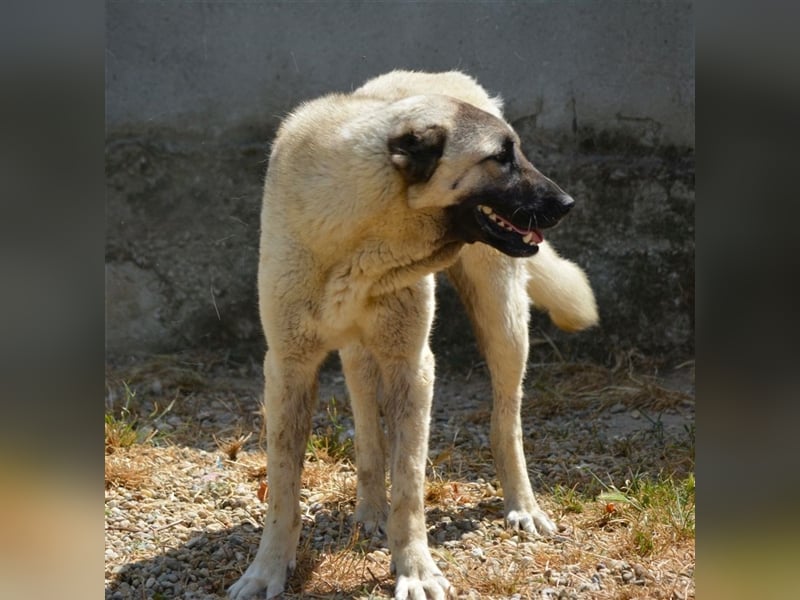 Asha - Aufmerksame und menschenbezogene Kangal-Hündin, ca. 2 Jahre alt