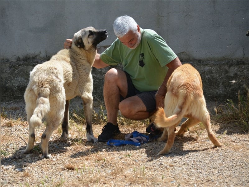 Asha - Aufmerksame und menschenbezogene Kangal-Hündin, ca. 2 Jahre alt