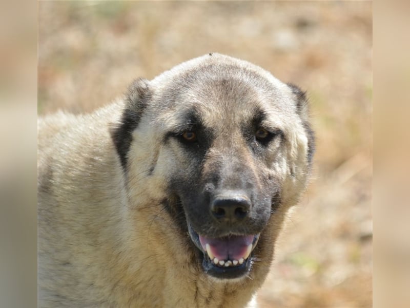 Asha - Aufmerksame und menschenbezogene Kangal-Hündin, ca. 2 Jahre alt