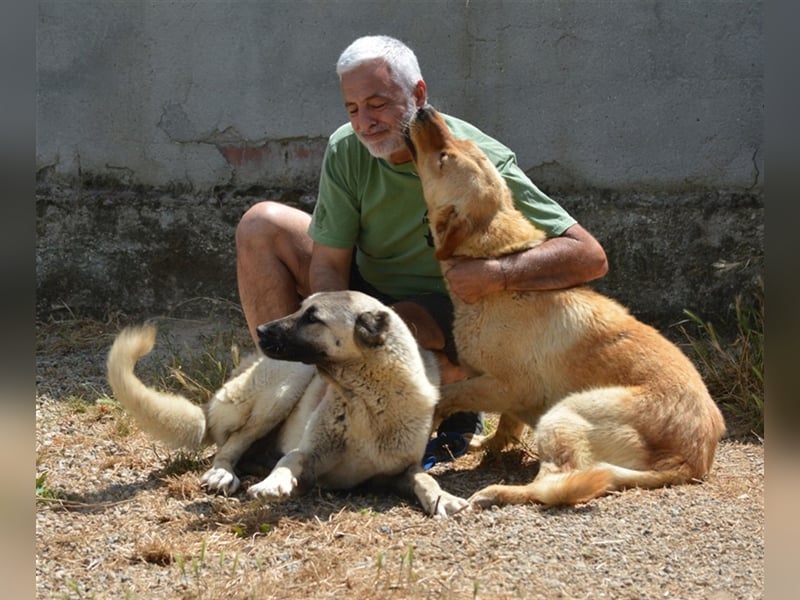 Asha - Aufmerksame und menschenbezogene Kangal-Hündin, ca. 2 Jahre alt