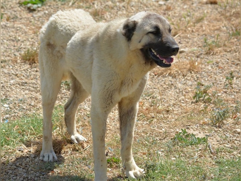 Asha - Aufmerksame und menschenbezogene Kangal-Hündin, ca. 2 Jahre alt