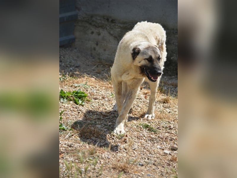 Asha - Aufmerksame und menschenbezogene Kangal-Hündin, ca. 2 Jahre alt