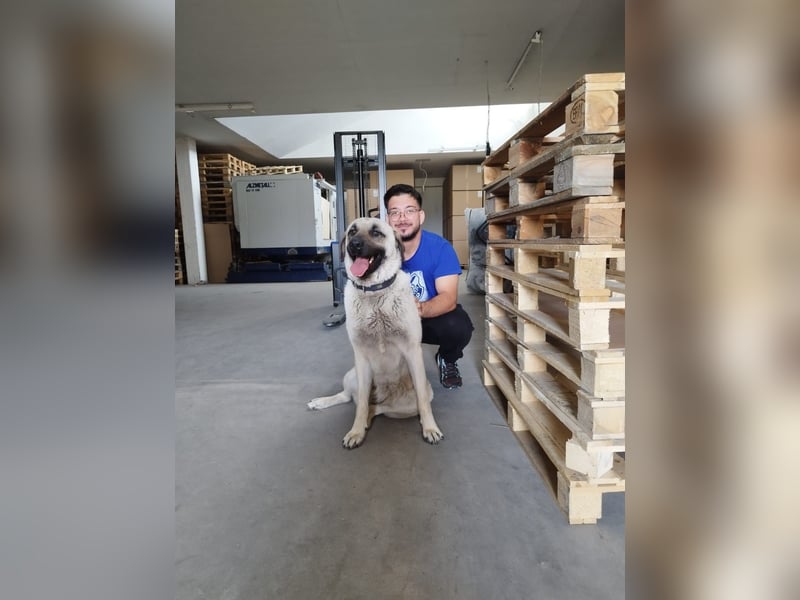 Kangal Hündin sucht neues Zuhause