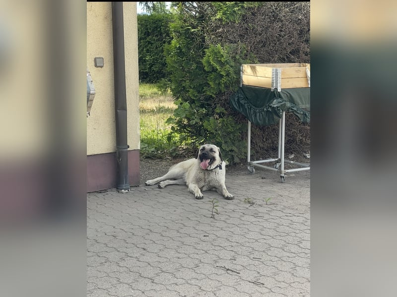 Kangal Hündin sucht neues Zuhause