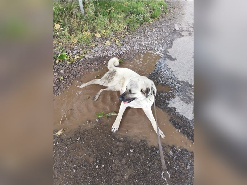 Kangal Hündin sucht neues Zuhause