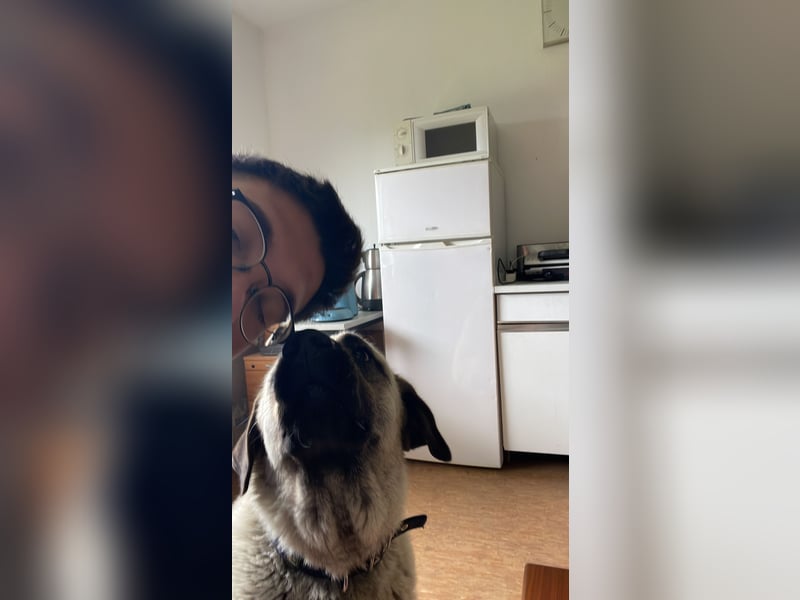 Kangal Hündin sucht neues Zuhause