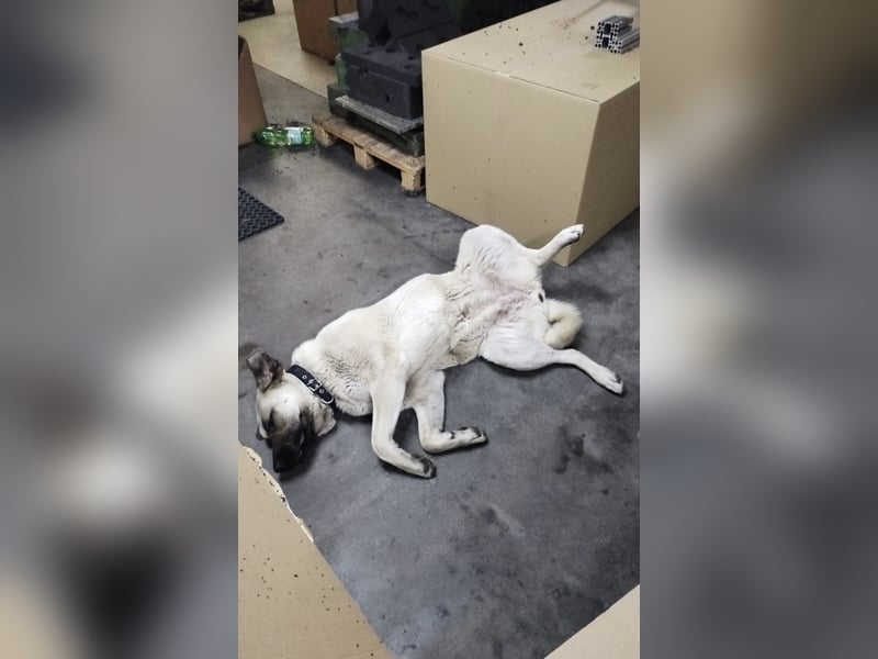 Kangal Hündin sucht neues Zuhause